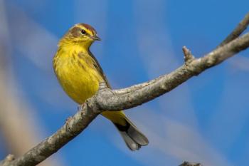 The bright Palm Warbler is a welcome early bird in Maine. (Photo courtesy Tony Clements)