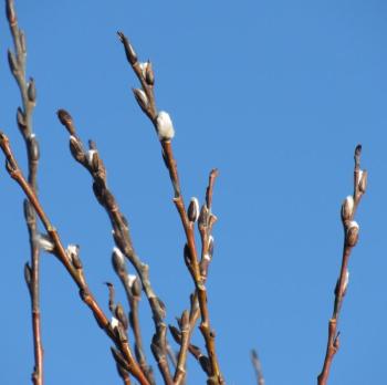 Pussy willows at the YMCA, Rockport, 2019. (Photo courtesy Kristen Lindquist)