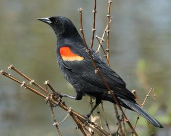 The male Red-winged Blackbird is one of the first songbirds to return each spring. (Photo courtesy Walter Siegmund)