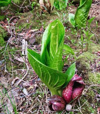 Skunk Cabbage leaves and flowers: the mottled red "hood" encloses the actual flower. (Photo courtesy Kristen Lindquist)
