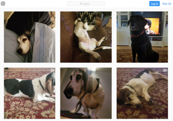 A screenshot of the Instagram account run by Susan Chadwick for her dog, Ollie Longbottom.