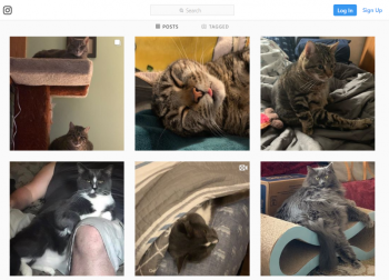 A screenshot of an Instagram page run by Stephanie Moran for her five cats, Maya, Oscar, Duncan, Jasper and Spenser.