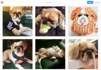 A screenshot of the Instagram account run by Ro Morgenstern for her dog, Skippy.
