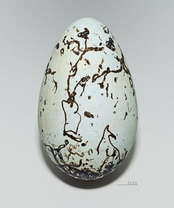 The egg of a Common Murre has a pointed end so that it won't roll off its sea cliff nest. (Photo courtesy Didier Descouens)