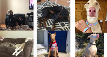 A composite of screenshots from Instagram pages run by Hannah Lazaro for her dogs, Achilles, Prima and Eros.