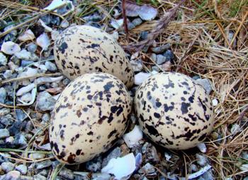 Oystercatcher eggs camouflaged by their splotchy brown patterns. (Photo courtesy Bjorn Christian Torrissen)