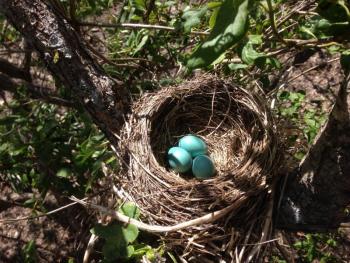 The beautiful blue eggs of the American Robin. (Photo courtesy Plant Image Library)