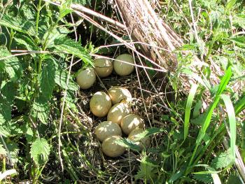 Nest of a Wild Turkey. (Photo courtesy D. Gordon E. Robertson)