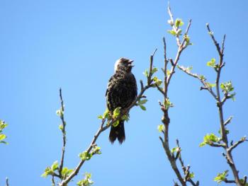The boldly patterned Bobolink has been described as "the harlequin of birds." (Photo courtesy Kristen Lindquist)