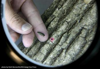 Emerald ash borer. (Photo courtesy Knox-Lincoln Soil & Water Conservation District)