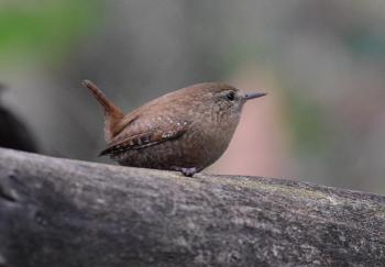 The Winter Wren's unassuming appearance belies its beautifully complex song. (Photo courtesy Andy Reago & Chrissy McClarren)