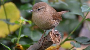 The Winter Wren is usually heard much more easily than seen. Photo courtesy Andy Reago & Chrissy McClarren