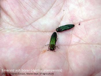 Emerald ash borer. (Photo courtesy Knox-Lincoln Soil & Water Conservation District)