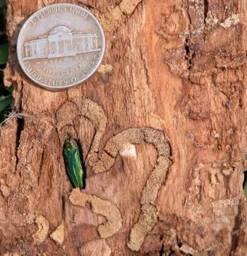 Emerald ash borer (EAB), an invasive wood-boring beetle from Asia is a threat to all ash trees in North America. Image shows EAB and D-shaped exit holes from which adults emerge in the spring. (Photo courtesy of Knox Lincoln Soil and Water Conservation District)