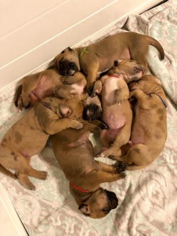 Merkury’s six orphaned puppies. (Photo by Terrie Kelly, Tucker Brook Labrador Retrievers)
