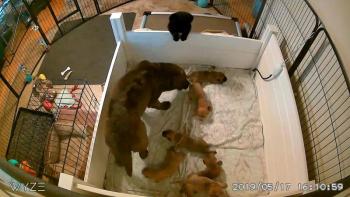An image from the kennel monitoring setup that allows Terrie Kelly to keep an eye on her dogs. (Photo courtesy of Terrie Kelly, Tucker Brook Labrador Retrievers)