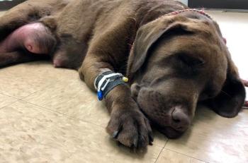 Raisin. (Photo by Terrie Kelly, Tucker Brook Labrador Retrievers)