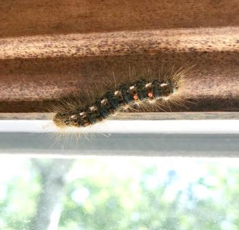 The brown tail moth caterpillar. Photo courtesy Holly Anderson