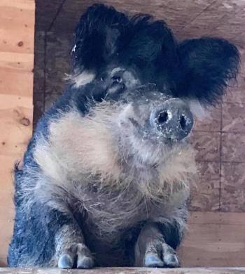 Angus waiting to be fed. (Photo courtesy of Peace Ridge Sanctuary)