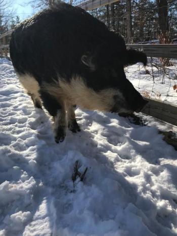 Angus in January. (Photo courtesy of Peace Ridge Sanctuary)