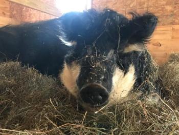 Angus in March. (Photo courtesy of Peace Ridge Sanctuary)