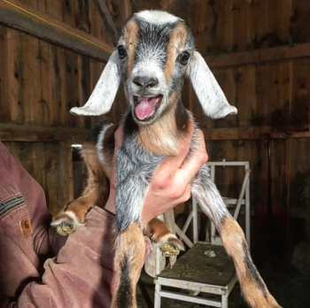 One of the farm’s goats. (Courtesy Jon and Christelle Mckee)