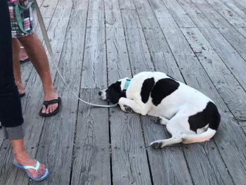 On the dock at Camden Harbor, it was a hot day and evening. (Photo by Lynda Clancy)