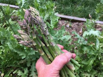 asparagus