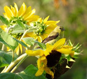 The female American Goldfinch in breeding plumage is a less vivid yellow overall than the male. (Photo courtesy Kristen Lindquist)