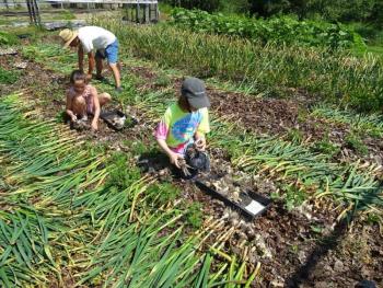 The garlic will dry for over a month and eventually sold to people, often for seed garlic, according to Wessel, who said they sell it for roughly half of what the product typically sells for. (photo by Erica Thoms)