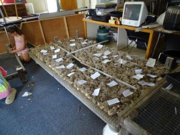 The group is using outbuildings at the school to dry their garlic since the greenhouse isn’t available. (photo by Erica Thoms)