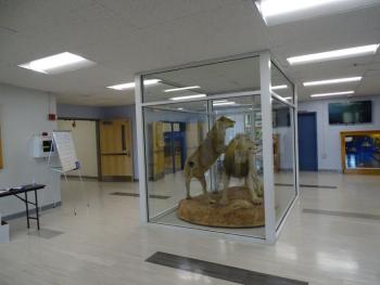 The two taxidermied lions were added to the school around 2010, according to teacher Chip Lagerbom. (photo by Erica Thoms)