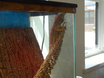 One of the classrooms is already equipped with a class pet. (photo by Erica Thoms)