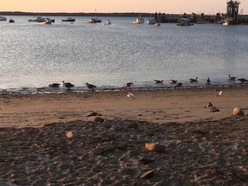 geese