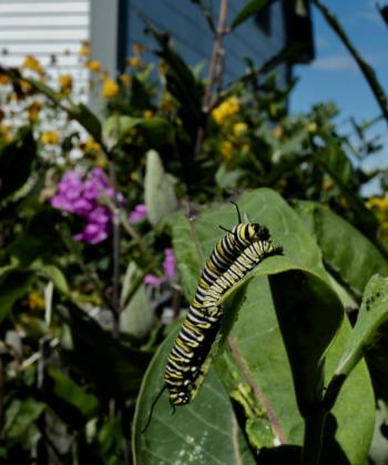 Monarch caterpillars shed five times as they grow. (Photo by Kristen Lindquist)