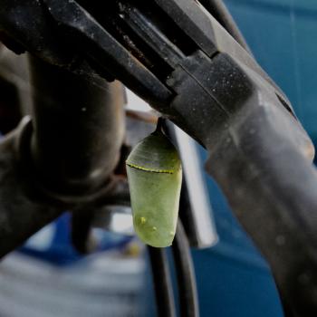 An unused bicycle hosted at least four chrysalises, including this one on the handlebars. (Photo by Kristen Lindquist)