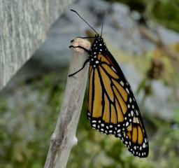 A newly emerged monarch hangs out while its wings dry and strengthen. (Photo by Kristen Lindquist)