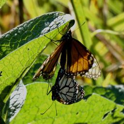 Monarchs mating. She will lay her eggs on milkweed plants. (Photo by Kristen Lindquist)