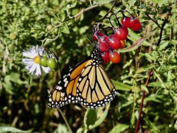 An adult monarch sips from the ripe berries of deadly nightshade. (Photo by Kristen Lindquist)
