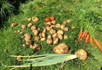 don’s garden