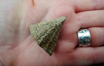 Rosemary Hill, on her Beachcombing in Kerry Facebook page, picks up a, “a prickle from a kapok tree, washed up on Boolakeel Beach.” (Photo courtesy Rosemary Hill)