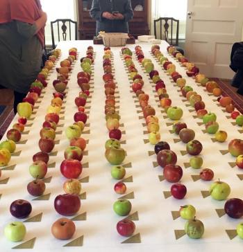 Maine heritage apple varieties tasted at the Sunday's Blaine House ceremony. (Photo courtesy Maine Department of Agriculture, Conservation and Forestry)