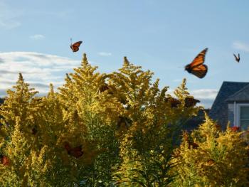 Monarch butterflies on Monhegan this fall filled the air over our heads like that familiar scene in “Bambi.” (Photo by Kristen Lindquist)