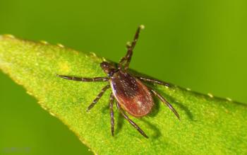 A female deer tick (Photo courtesy Griffin Dill/UMaine Extension)