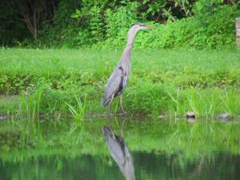 Changes in great blue heron numbers and distribution in the state led to the Maine Department of Inland Fisheries and Wildlife wanting to learn more about the species’ biology. Courtesy of Jeff Wells #bird-column, #boothbay-register, #Jeff-Wells, #birds, #Maine