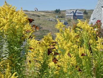 Monarchs on the island were concentrated primarily on the goldenrod and asters. (Photo by Kristen Lindquist)