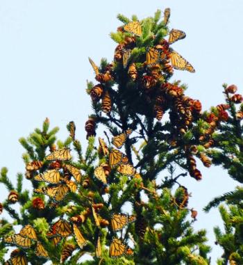 A monarch roost before it has fully awakened in the morning.