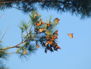 Monarchs leave their roost when it has warmed up enough for them to fly. (Photo by Kristen Lindquist)