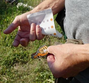 Bryan Pfeiffer demonstrates proper monarch tag placement. (Photo by Kristen Lindquist)