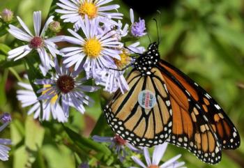 A recently tagged monarch rediscovered on the island. (Photo by Bill Thompson)